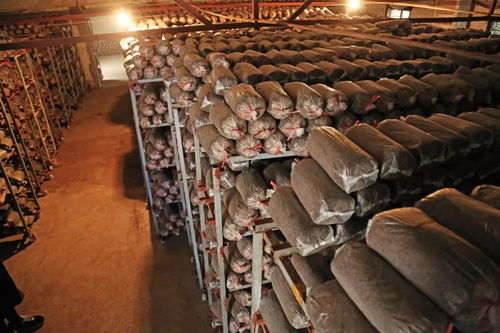 振興鄉(xiāng)村，呼喚青春力量 為江陰新農(nóng)人打call