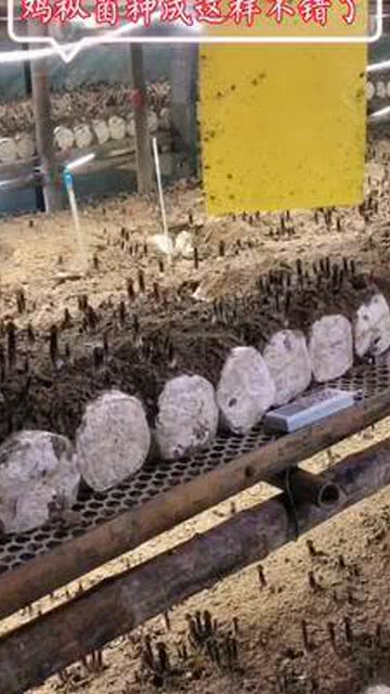 業(yè)余栽培雞樅菌的非技術(shù)員之路