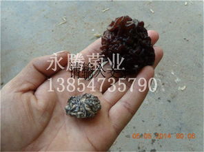 木耳、白木耳與食用菌菌種 從生產(chǎn)到貿(mào)易——以魚(yú)臺(tái)縣永騰榆耳銷(xiāo)售部為例