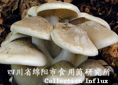 離褶傘栽培技術(shù)全攻略 菌種選擇、培育要點與行業(yè)資源整合