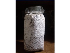 食用菌新秀 茶樹菇菌種的栽培技術(shù)與全球貿(mào)易現(xiàn)狀