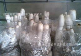 食用菌菌種供應全攻略 從批發(fā)、價格到進出口的詳細指南