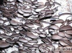 中盛永基 食用菌菌種進出口與加盟商發(fā)展分析