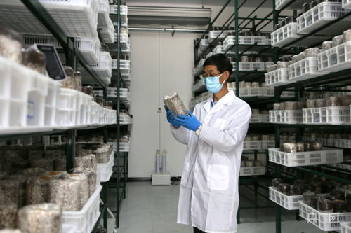慶陽食用菌基地自主研發(fā)液體菌種獲突破，成功實現(xiàn)首次接種