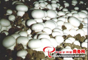 山東食用菌菌種進出口 產(chǎn)業(yè)優(yōu)勢、政策機遇與市場前景