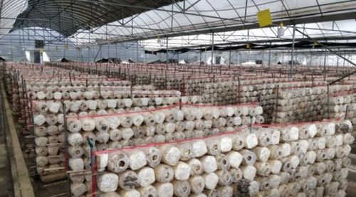 水城奇跡 一座菌種場與億元級的食用菌產業崛起