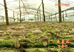 2015年河北進出口食品平穩增長，食用菌菌種貿易表現亮眼